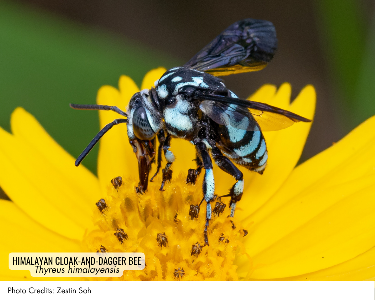 Himalayan Cloak-and-Dagger Bee (Thyreus himalayensis)